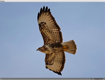 Animali 044